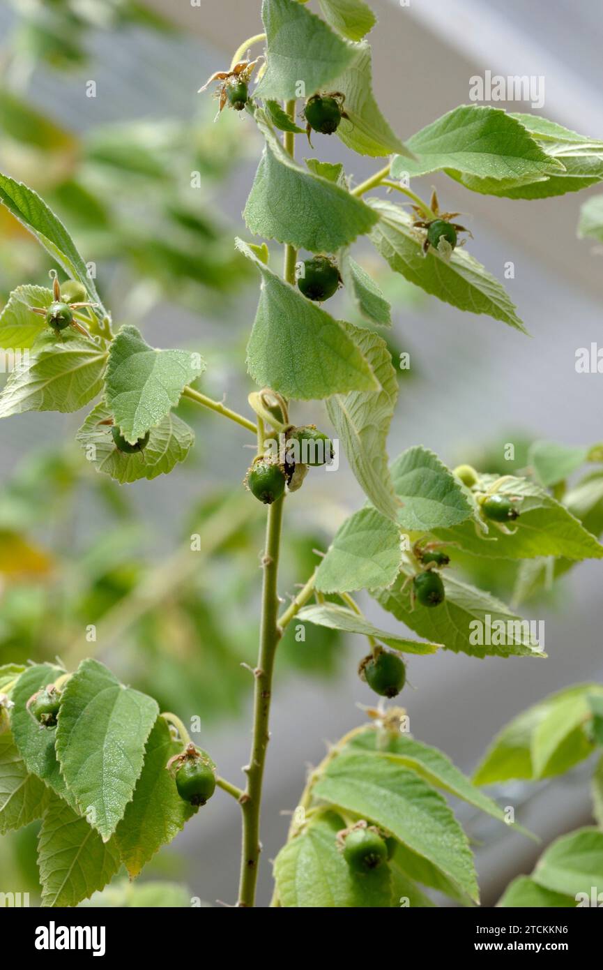 Muntingia calabura foglie, fiori e frutti Foto Stock