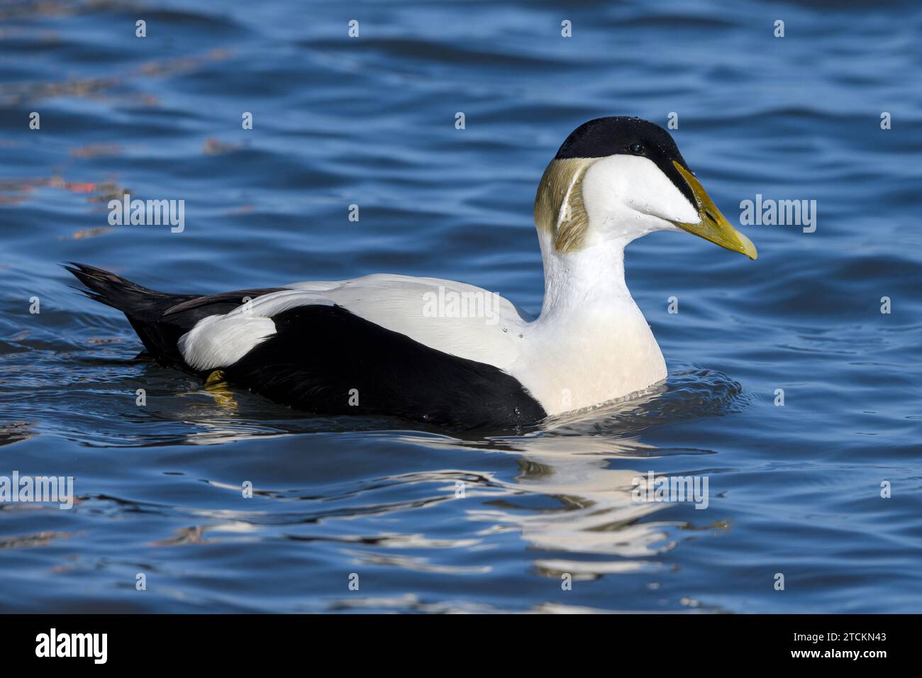 Eider Duck, Somateria mollissima, adulti piumaggio maschio nuoto Northumberland. Marzo Foto Stock