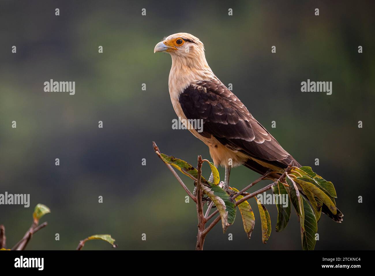 caracara dalla testa gialla Foto Stock