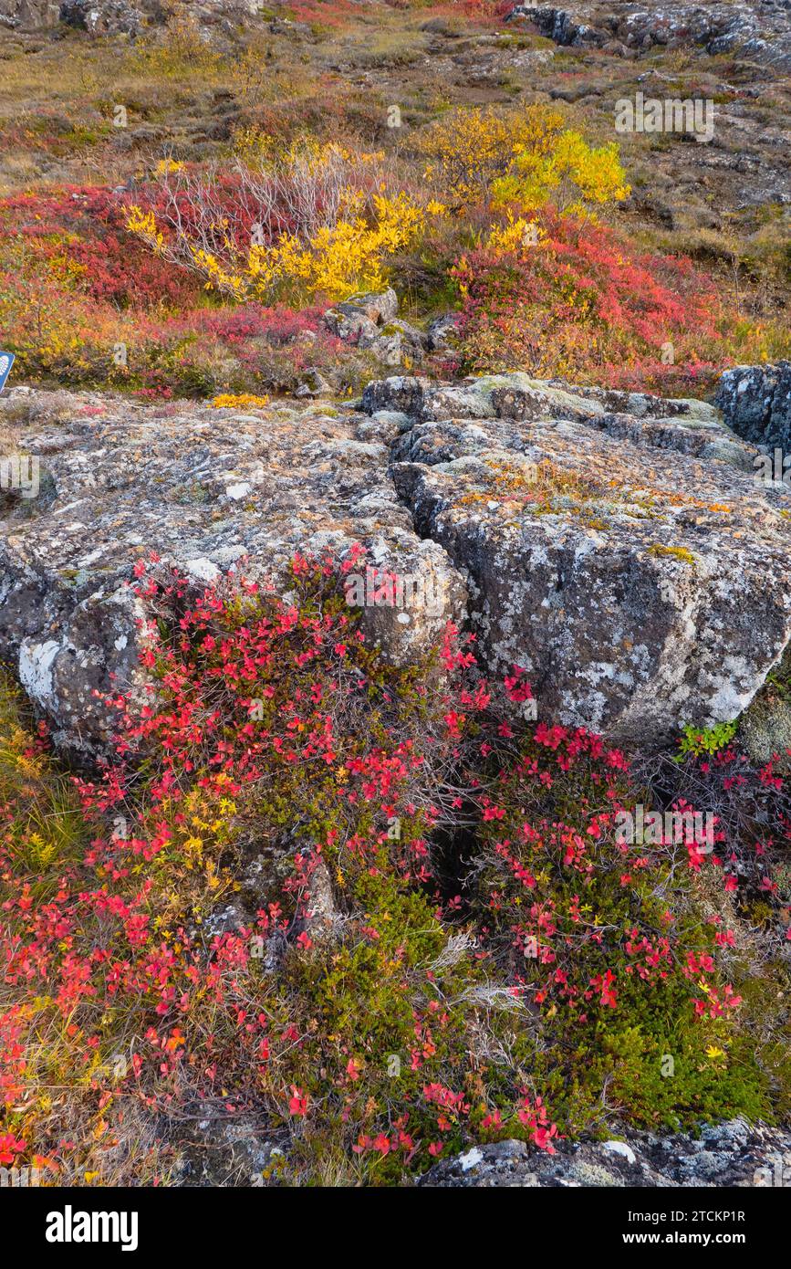 Islanda, Circolo d'Oro, Parco Nazionale di Thingvellir nei colori autunnali. Il Rift medio-Atlantico tra le placche tettoniche nordamericane ed eurasiatiche. Fessure nel paesaggio. Foto Stock