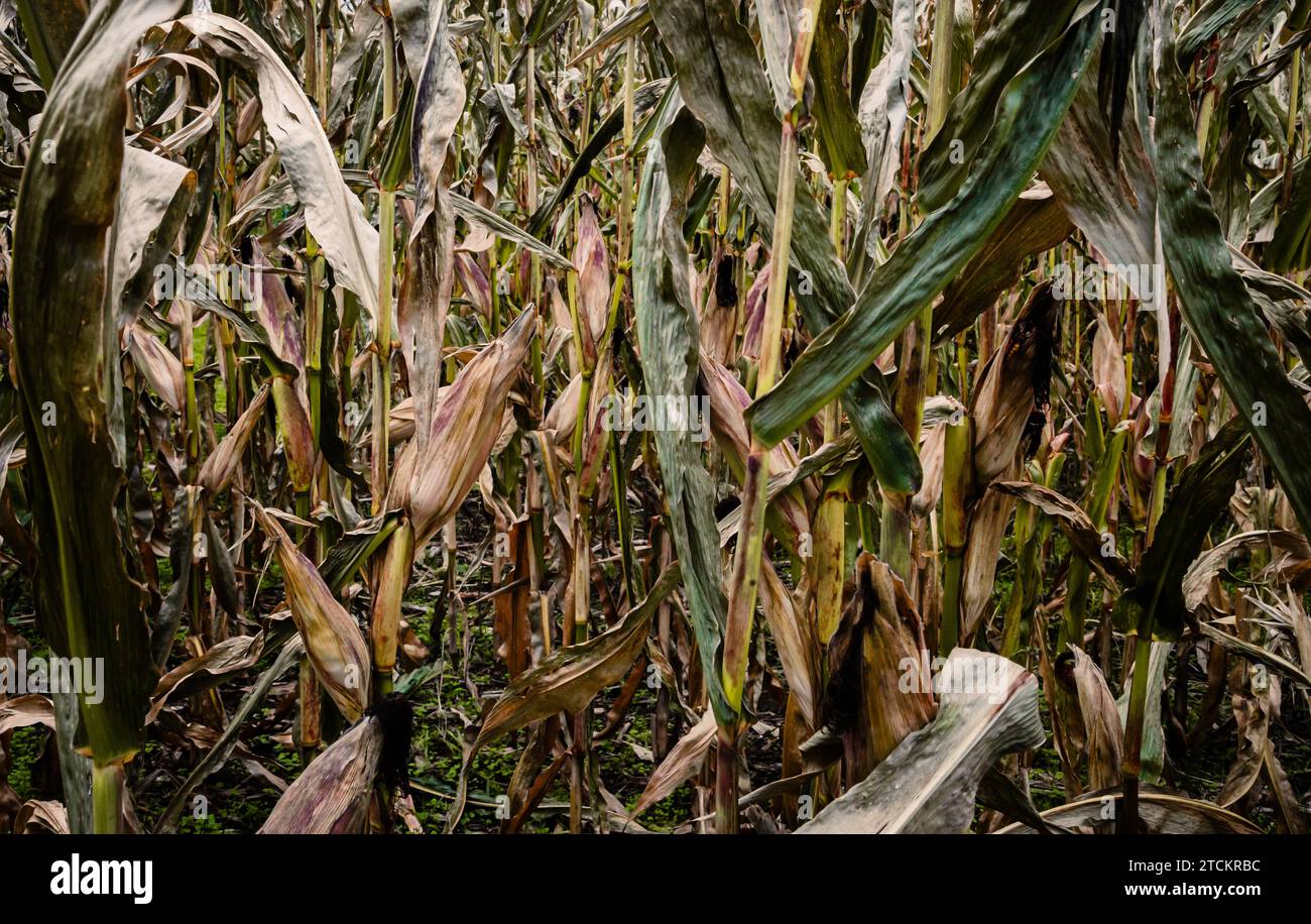 Una spiga di mais su uno stelo morente in un campo di mais Foto Stock