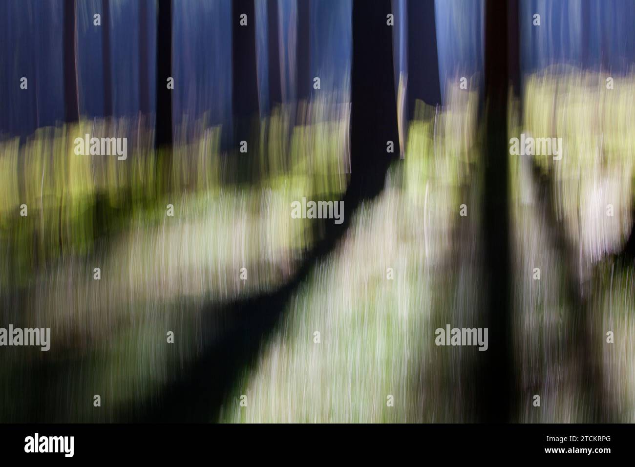 Foresta atmosferica, strutture astratte, effetto di pulizia, esposizione delle lampadine Foto Stock