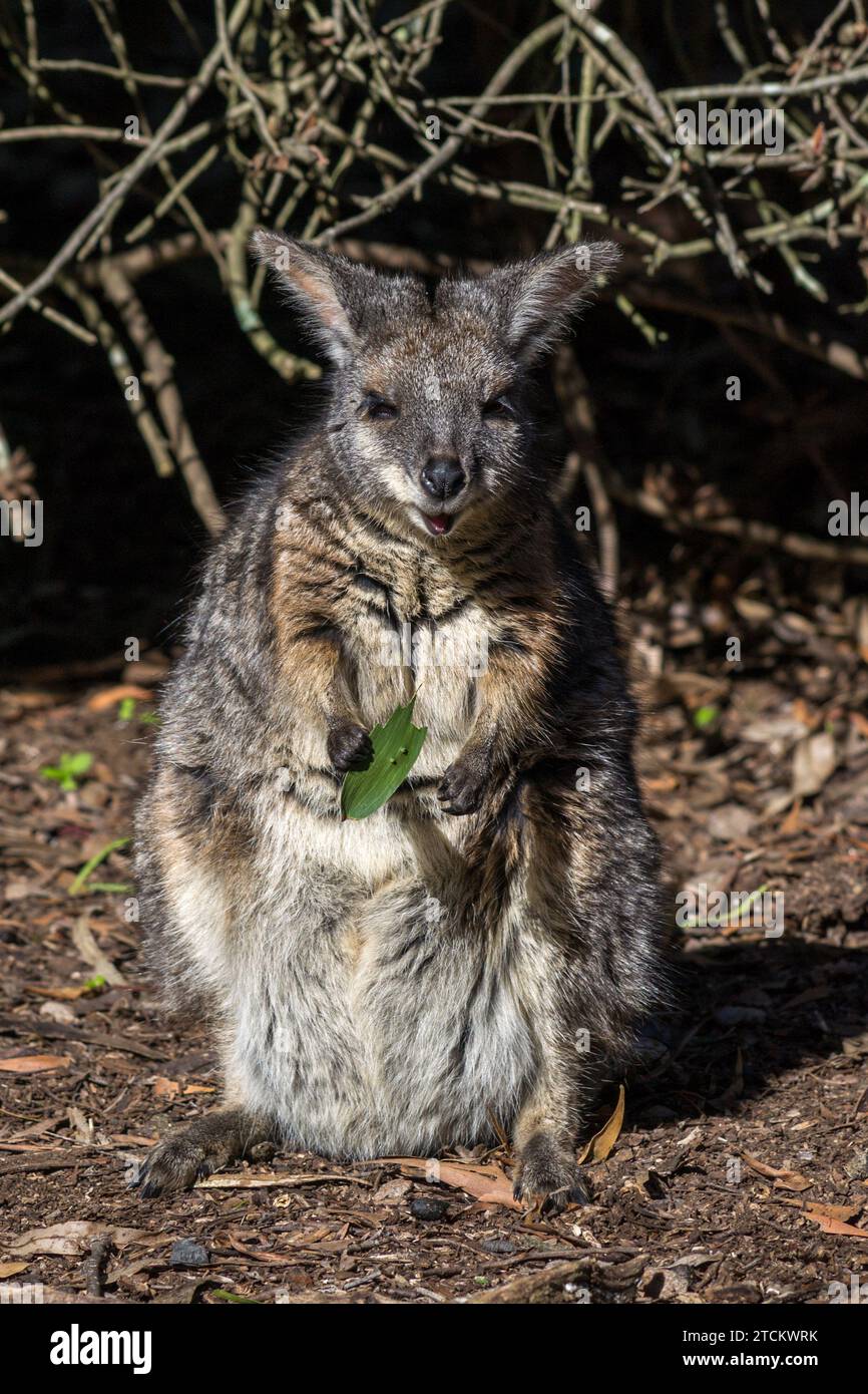 Mamma wallaby con un piccolo joey nella sua custodia in Australia meridionale. Foto Stock