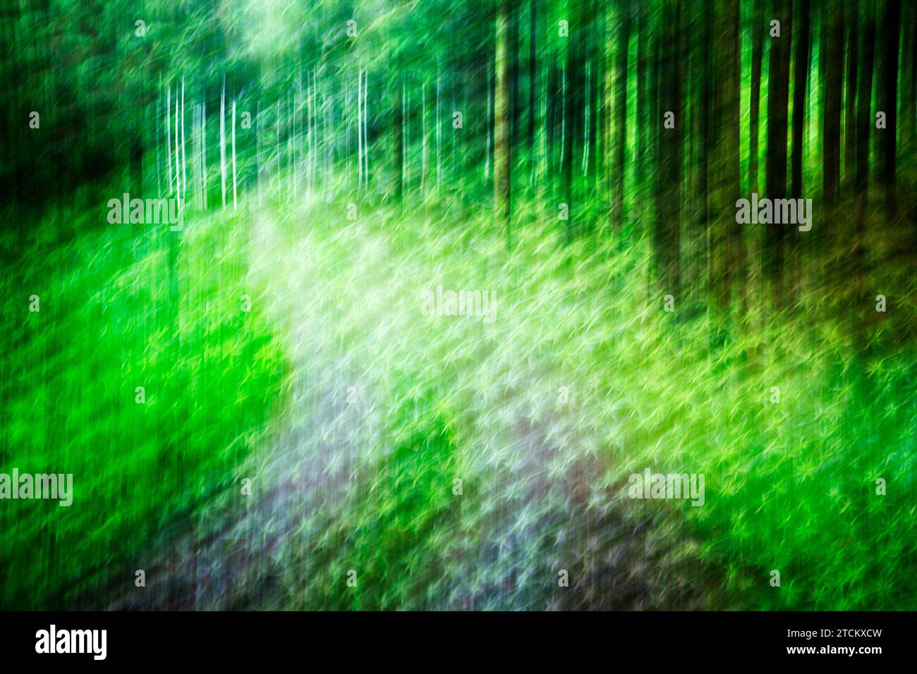 Percorso boschivo atmosferico, strutture astratte, effetto di pulizia, esposizione delle lampadine Foto Stock