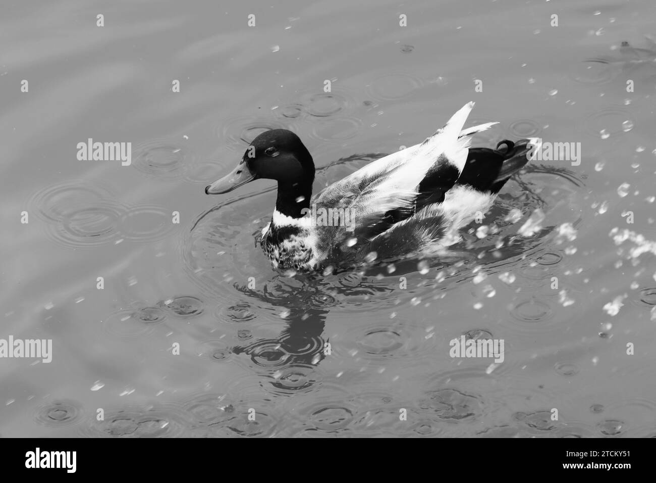Anatra maschile bianca e nera Foto Stock