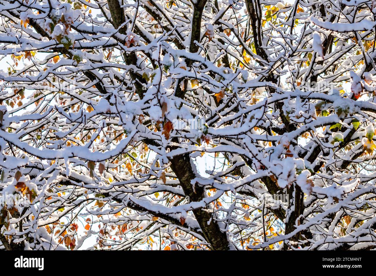 prima brina e neve sull'albero autunnale con foglie colorate, cornice completa, retroilluminazione, Foto Stock