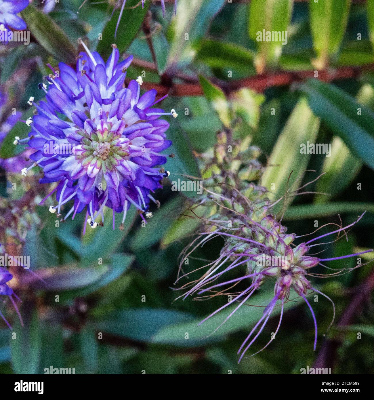 Siepi Veronica fiore primo piano, Purple Hebe, Speedwell, Veronica x Franciscan. Fiore di colore lilla. Fiore di siepi. Herb. Galles. Inverno Foto Stock