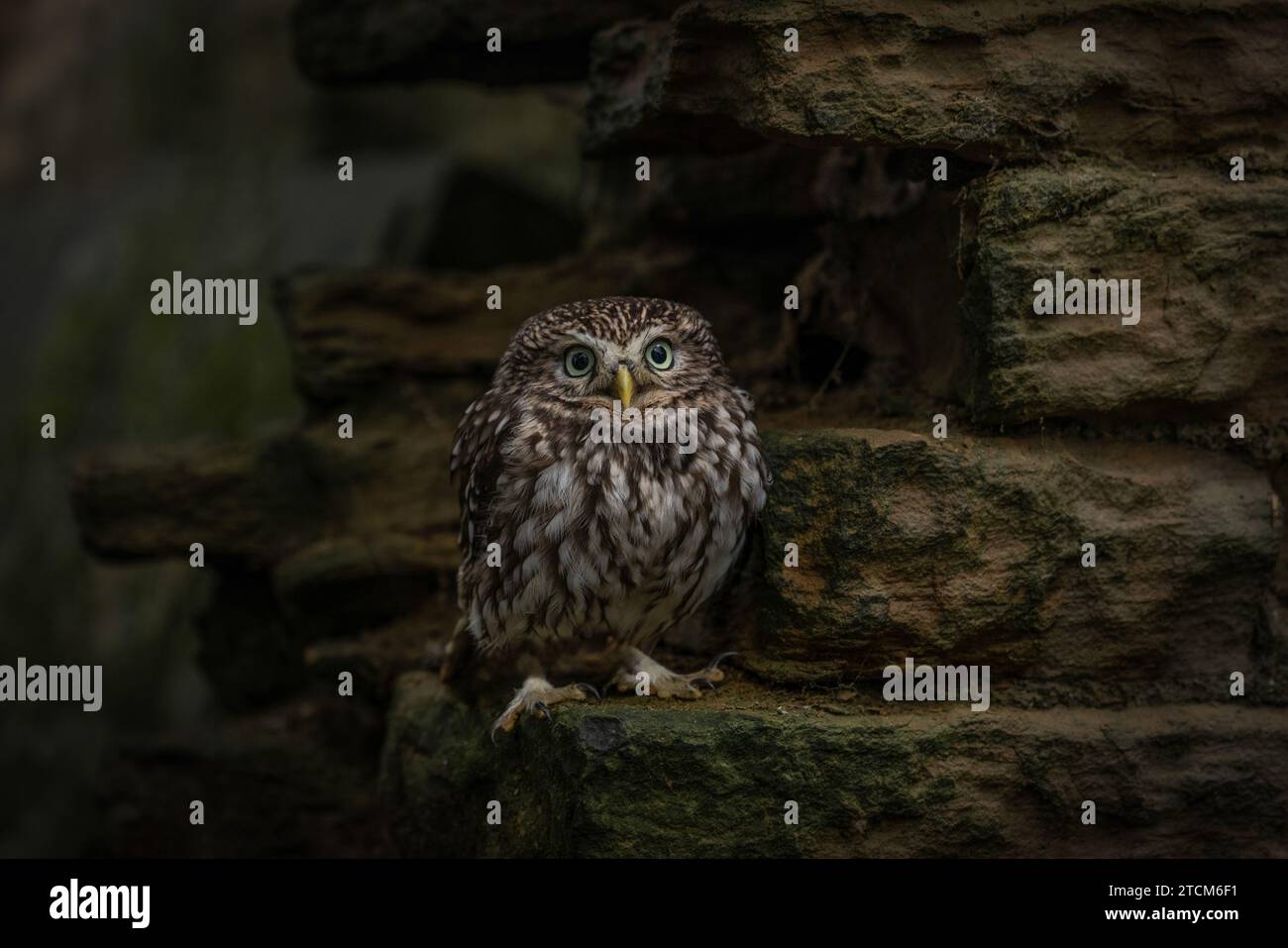 Little Owl, fauna selvatica nel Regno Unito. Un gufo che guarda la telecamera. Rapace mimetizzato Foto Stock