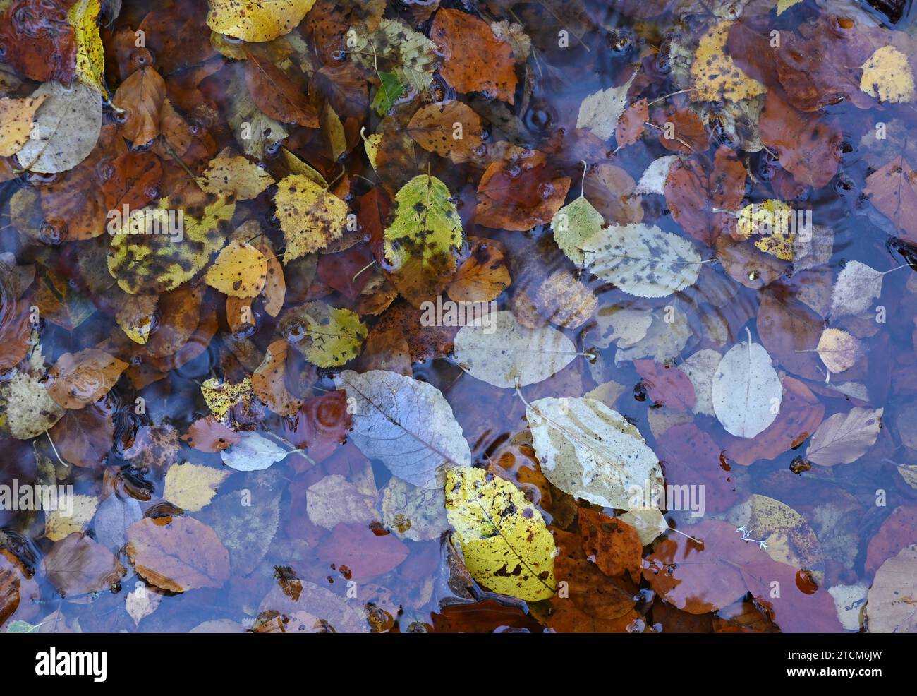Herbstlaub, Blaetter, aufgenommen in Zella-Mehlis, Thueringen, AM 5. Novembre 2013. *** Foglie d'autunno, prese a Zella Mehlis, Turingia, il 5 novembre 2013 Foto Stock
