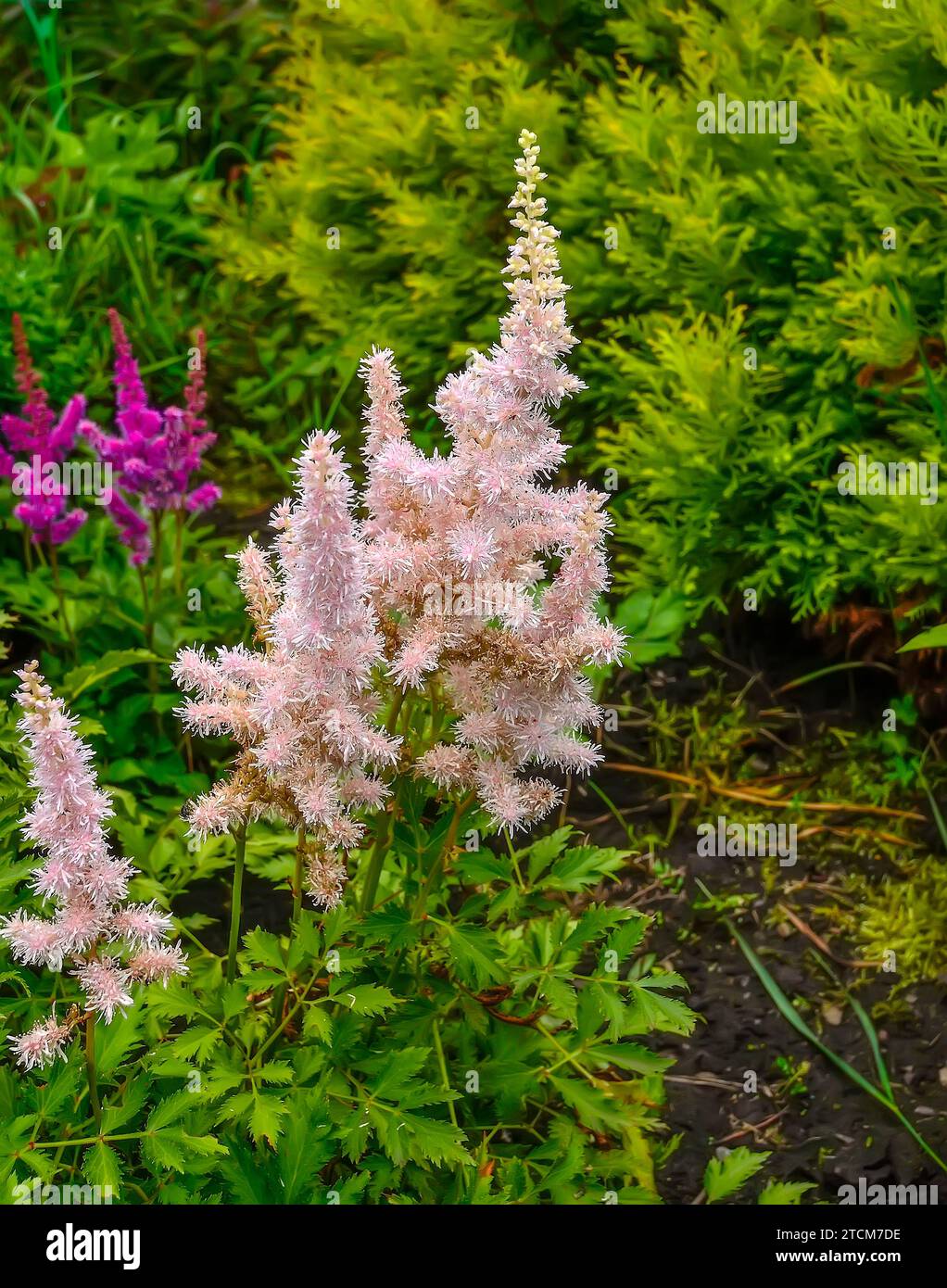 Salmone rosa pallido soffice infiorescenza di Astilbe chinesis varietà Vision Inferno in giardino estivo su sfondo sfocato, primo piano. Conosciuto anche come falce Foto Stock