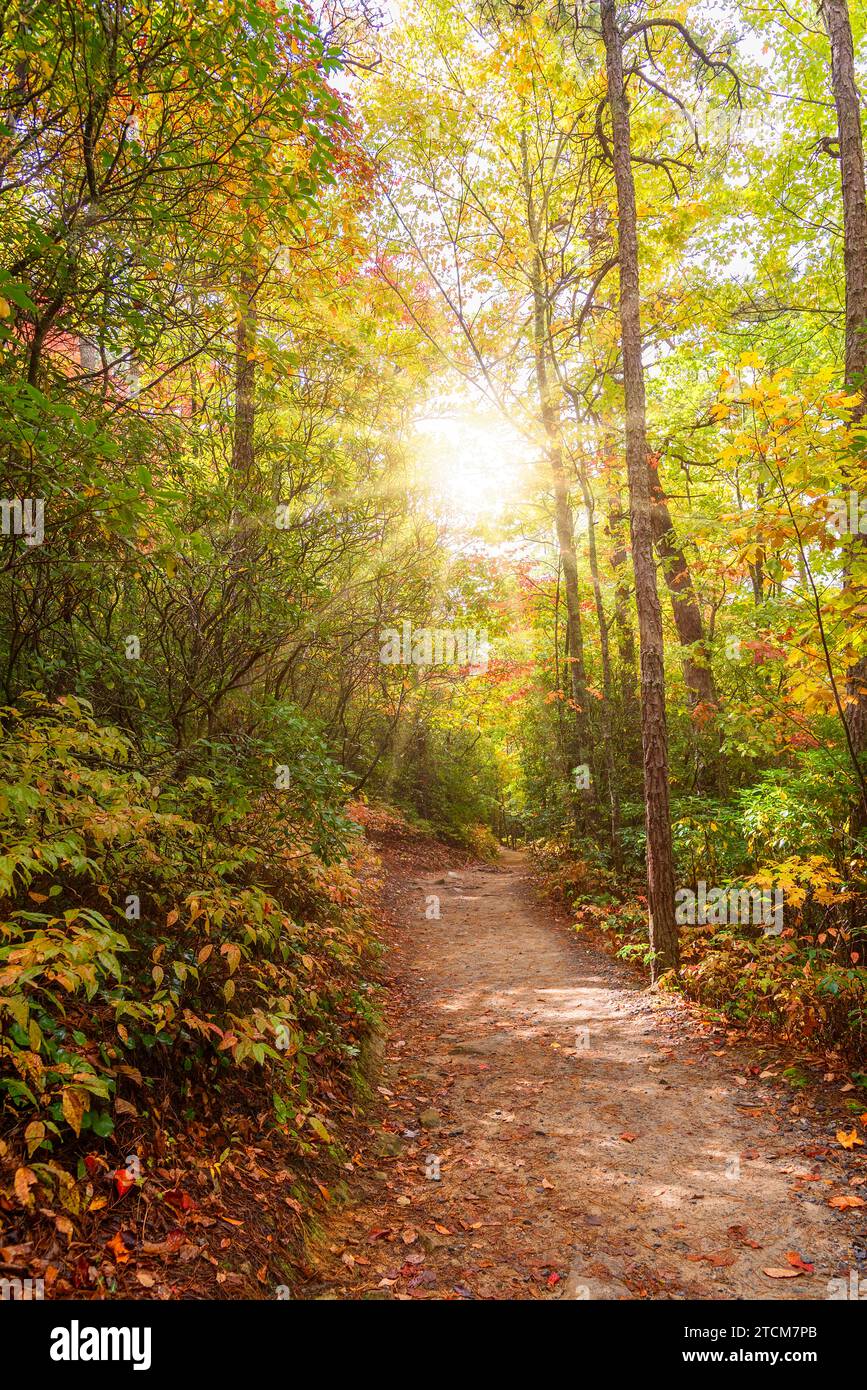 Sbircia al sole attraverso il sentiero escursionistico in autunno nella Carolina del Nord occidentale. Foto Stock