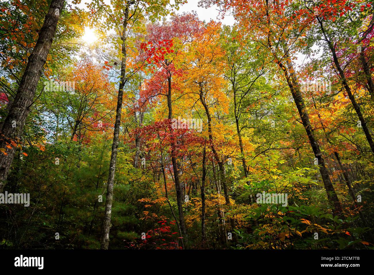 Sbircia al sole attraverso il sentiero escursionistico in autunno nella Carolina del Nord occidentale. Foto Stock
