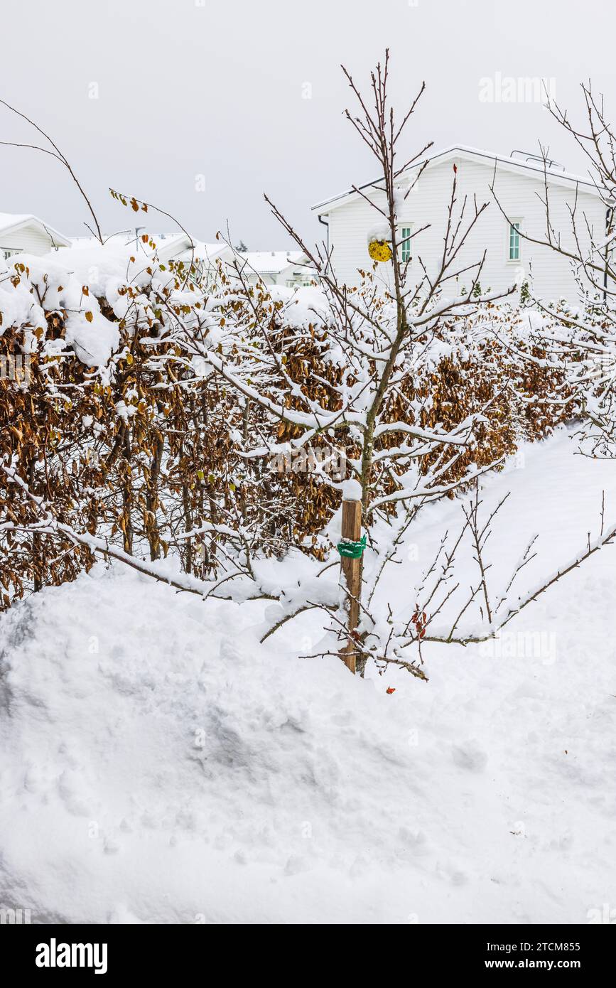 Scenografico scenario invernale con giardino con meli drappeggiati dalla neve. Foto Stock