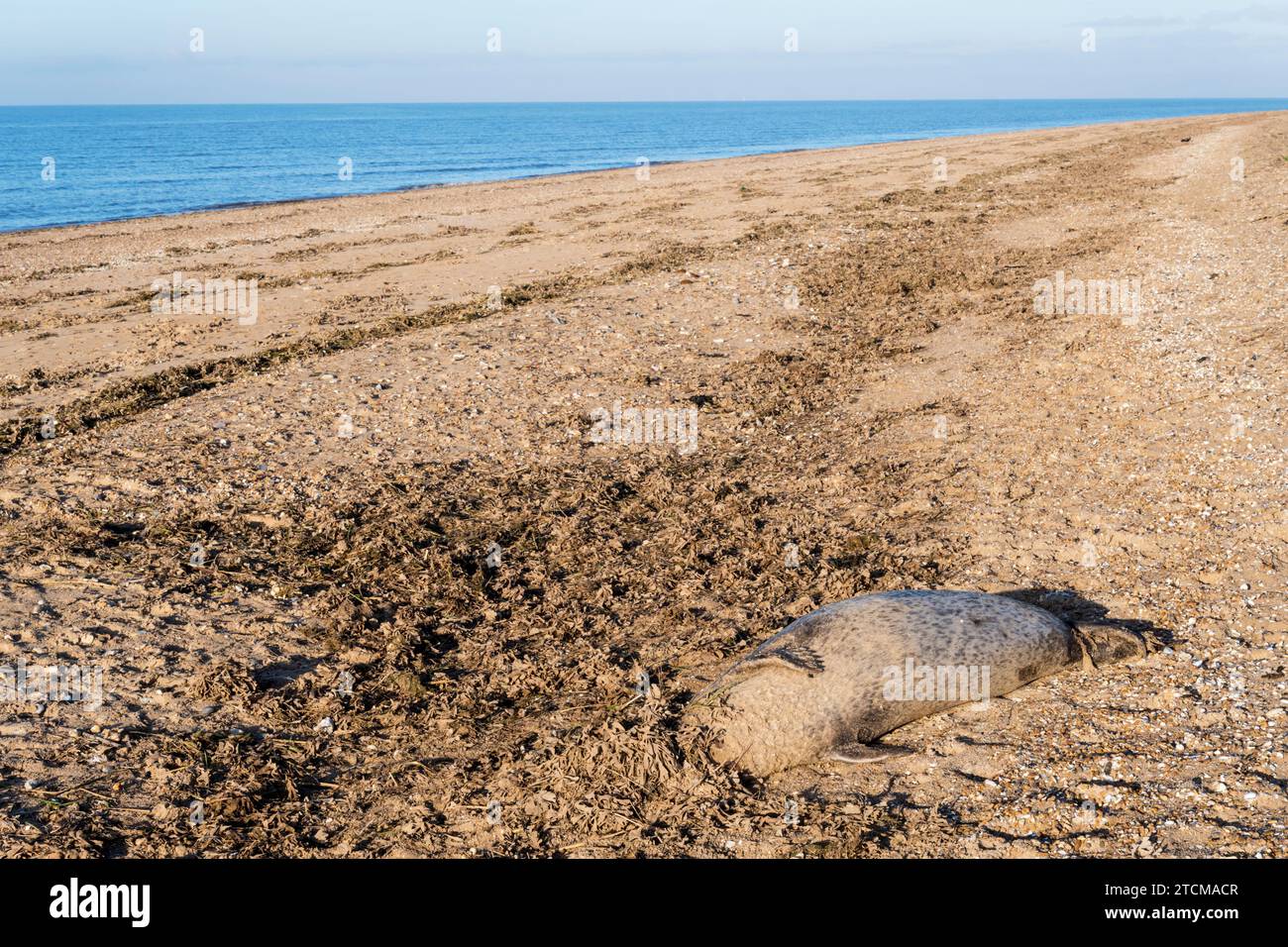 Corpo di una foca comune morta, Phoca vitulina, lavata sulla riva del Wash a Snettisham, Norfolk. Foto Stock