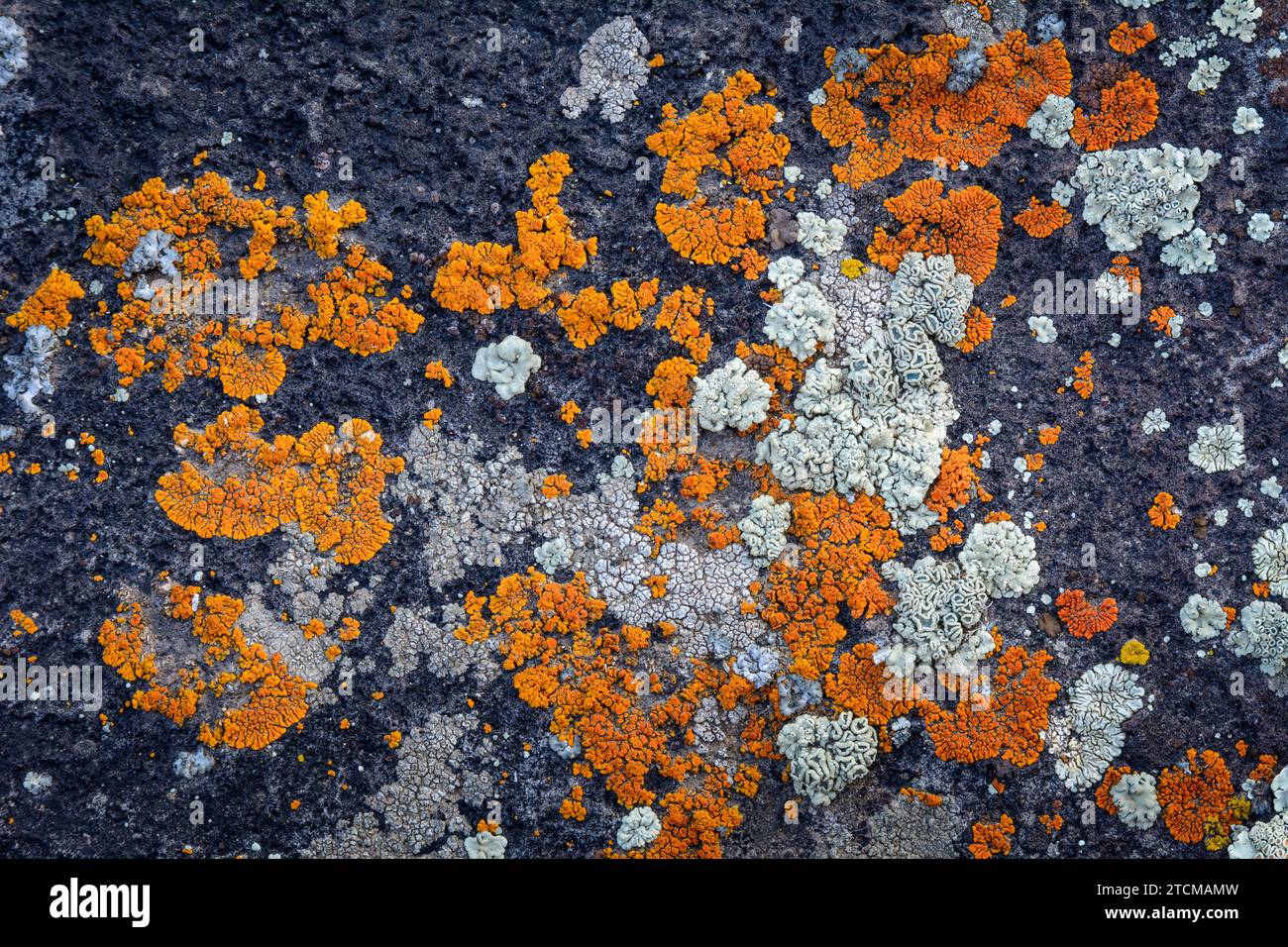 Lichen su roccia basaltica; Hart Mountain National Antelope Refuge, Oregon orientale. Foto Stock