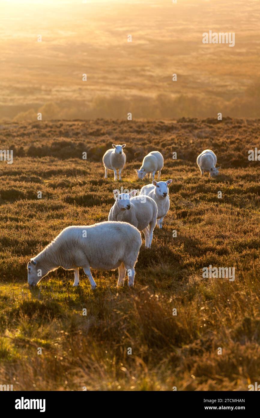 Pascolo di pecore al sole del tardo pomeriggio, Goathland, North York Moors, North Yorkshire Foto Stock