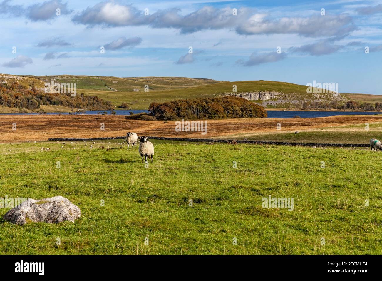 Paesaggio dello Yorkshire, con pecore, vicino a Malham Cove, Yorkshire Dales National Park Foto Stock