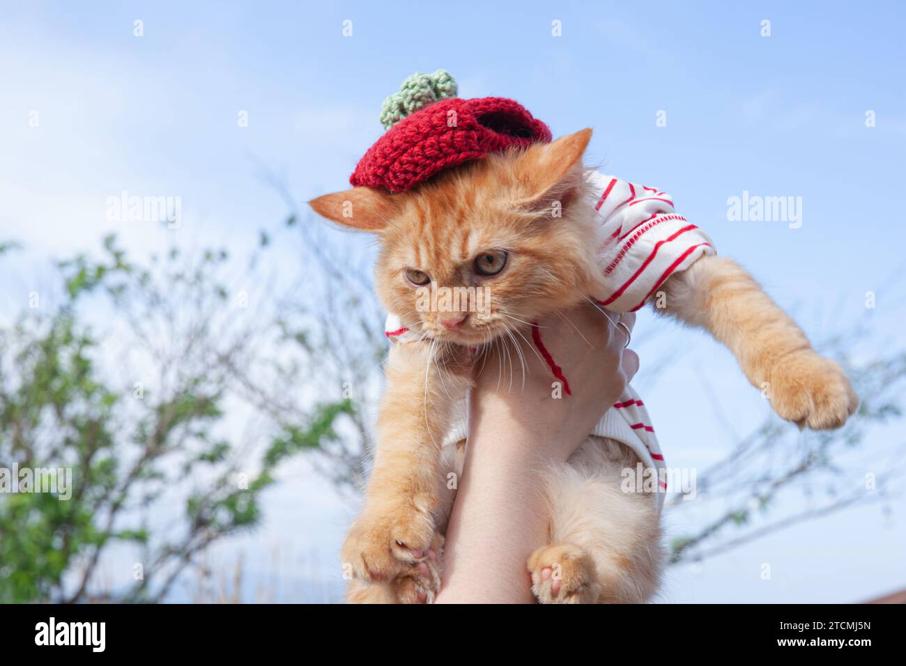 Un incantevole gatto dorato è portato su uno sfondo blu con una camicia rossa Foto Stock