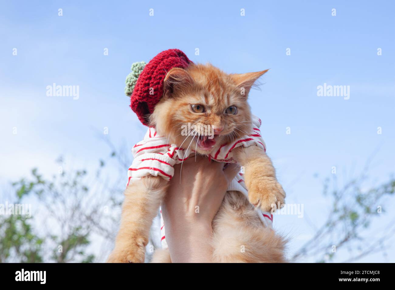 Un incantevole gatto dorato è portato su uno sfondo blu con una camicia rossa Foto Stock