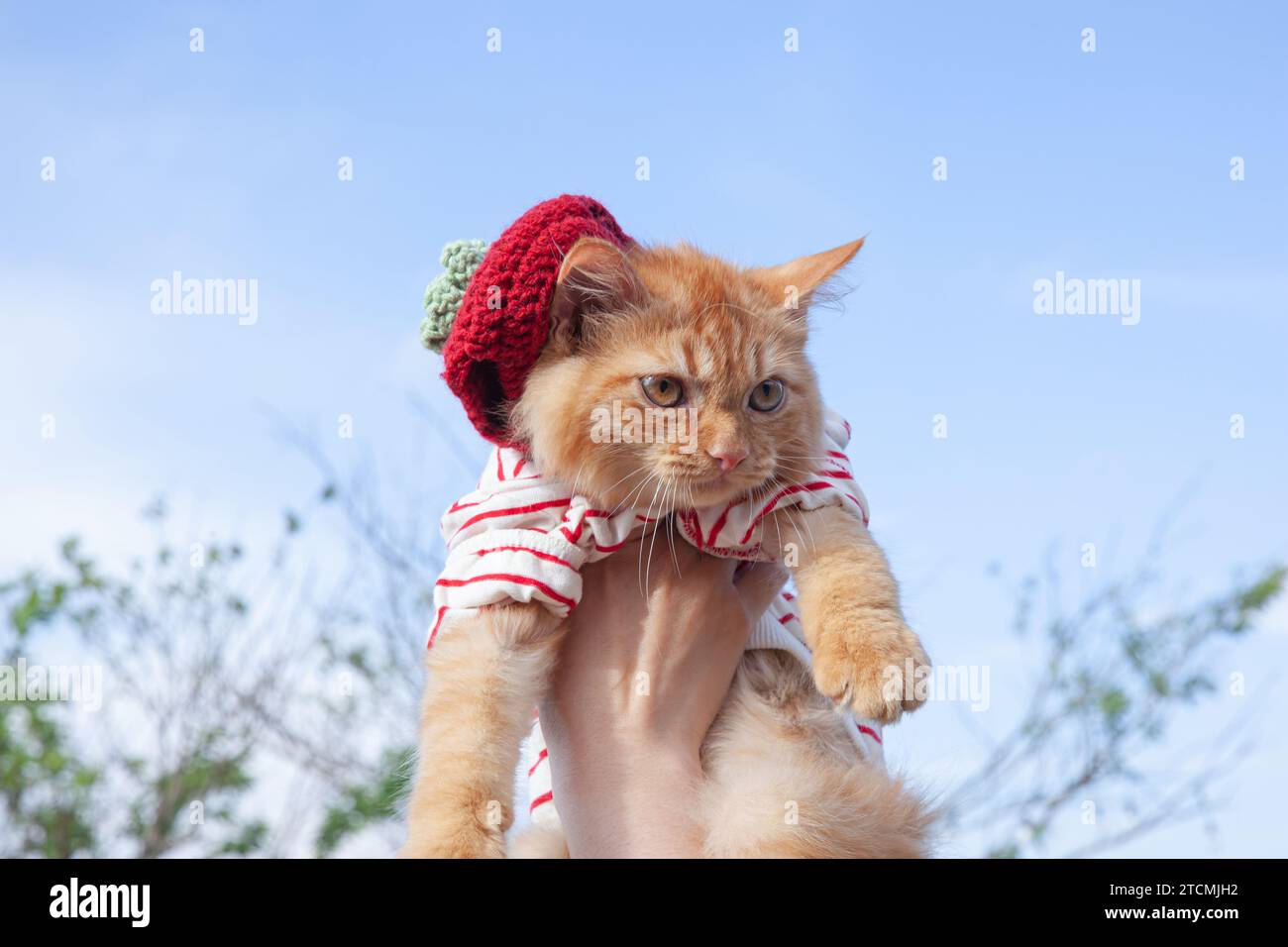 Un incantevole gatto dorato è portato su uno sfondo blu con una camicia rossa Foto Stock