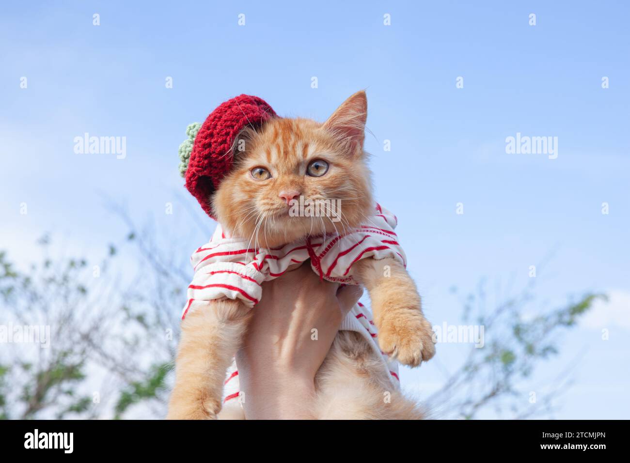 Un incantevole gatto dorato è portato su uno sfondo blu con una camicia rossa Foto Stock