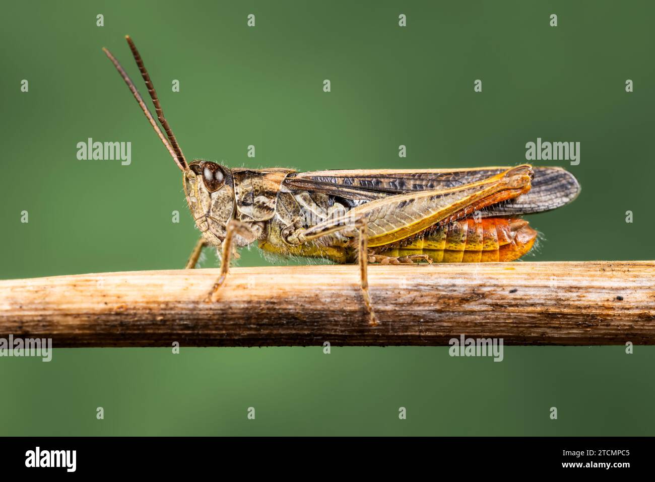 Campo comune Grasshopper Foto Stock