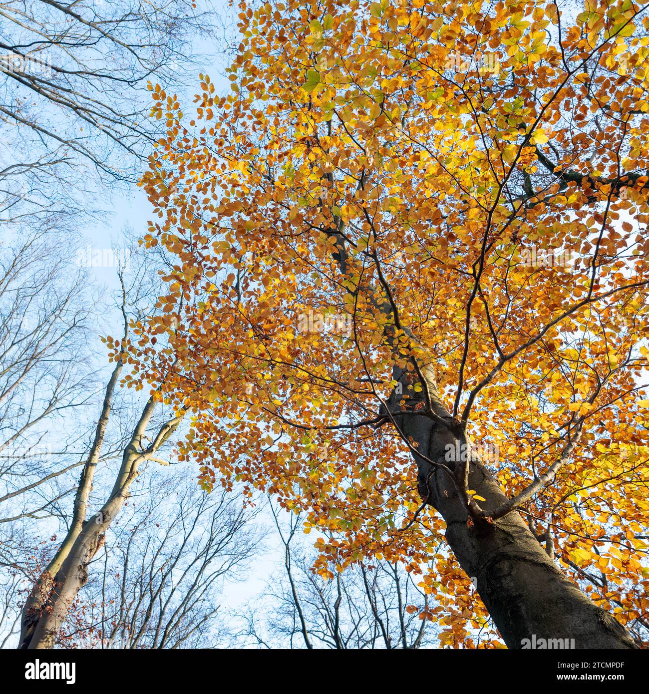 ultimo faggio in autunno con foglie gialle e arancioni d'autunno contro il cielo blu Foto Stock