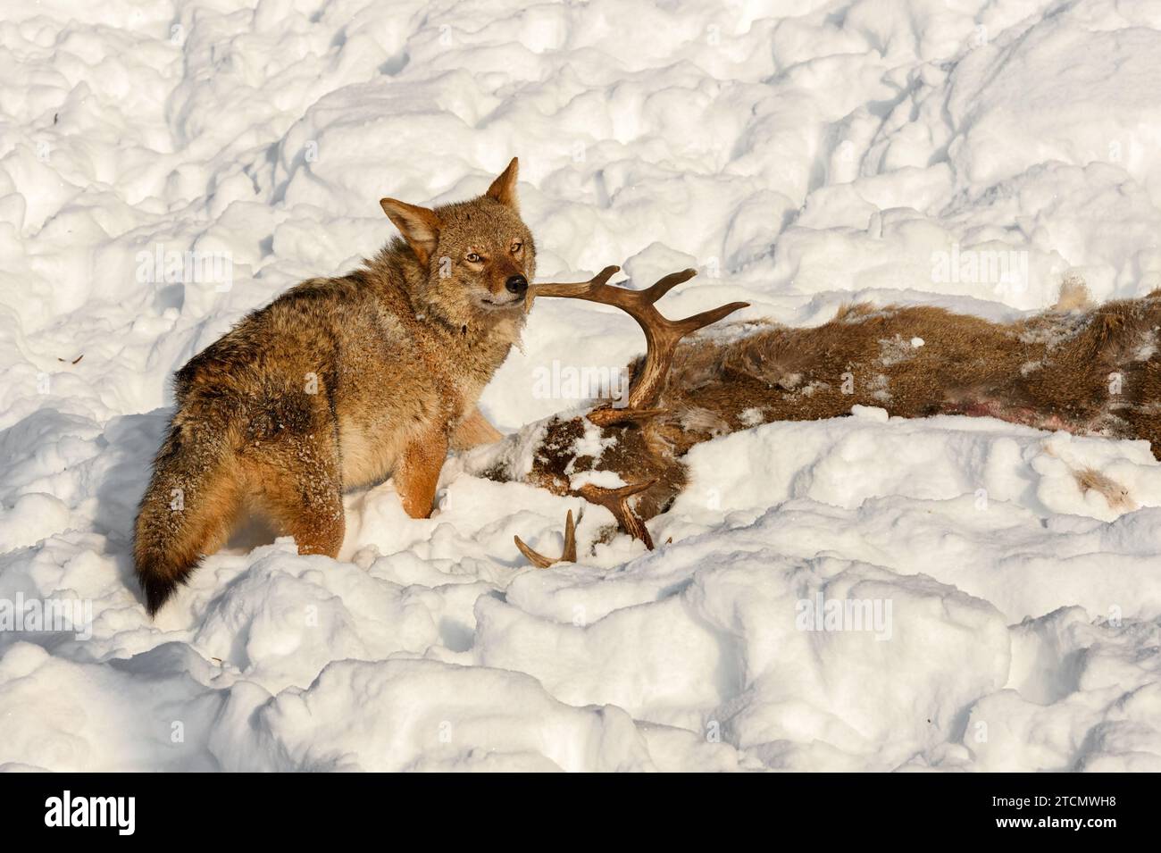Coyote (Canis latrans) guarda in alto dalla testa del cervo dalla coda bianca invernale - animale prigioniero Foto Stock