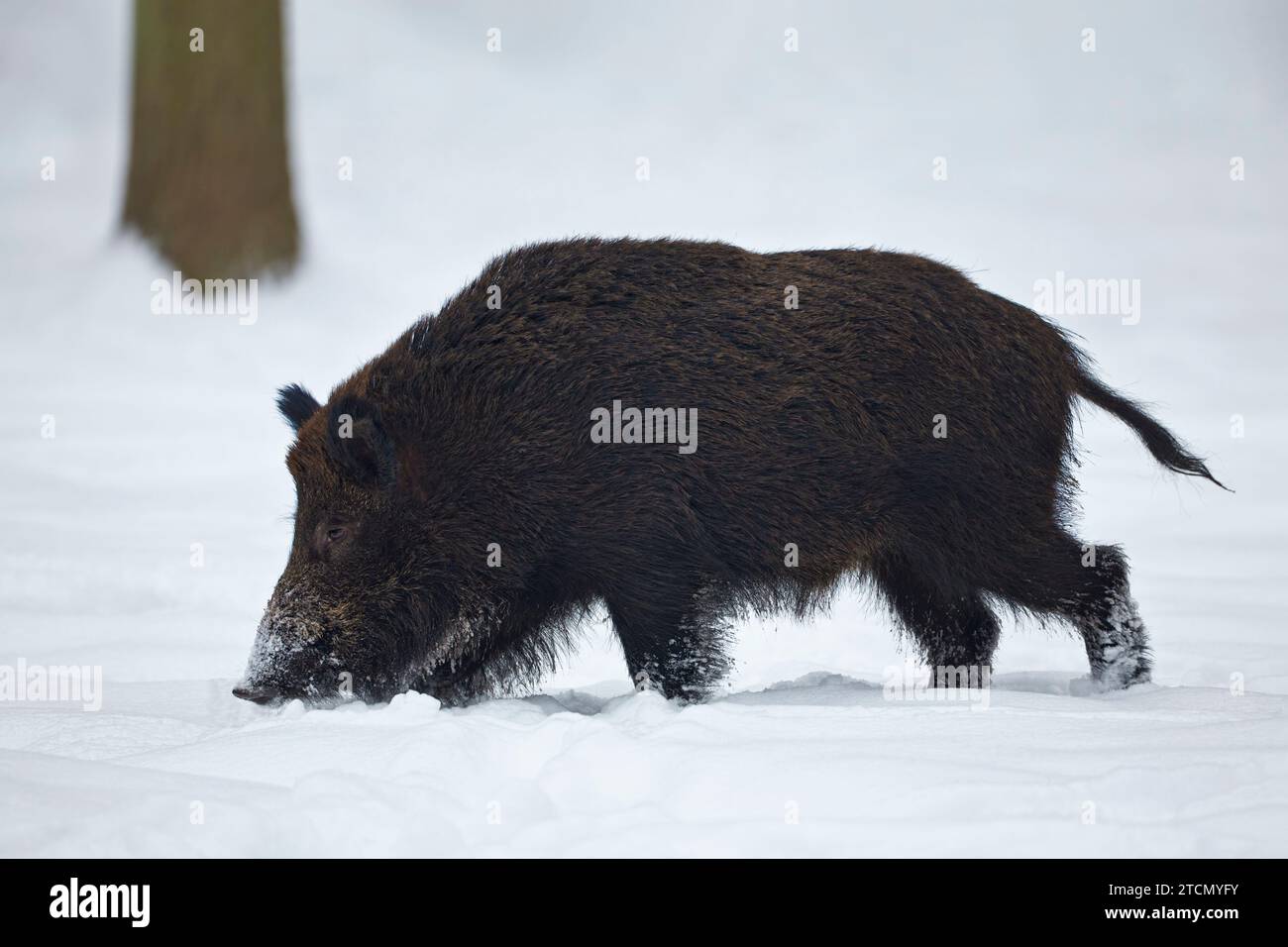 Cinghiale, Sus scrofa, in inverno alla ricerca di cibo in un bosco bavarese Foto Stock