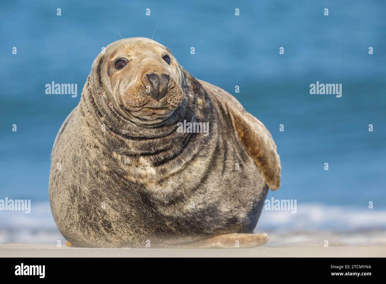 Alpha male Grey Seal, Halichoerus grypus, sulla spiaggia di Heligoland/Germania Foto Stock