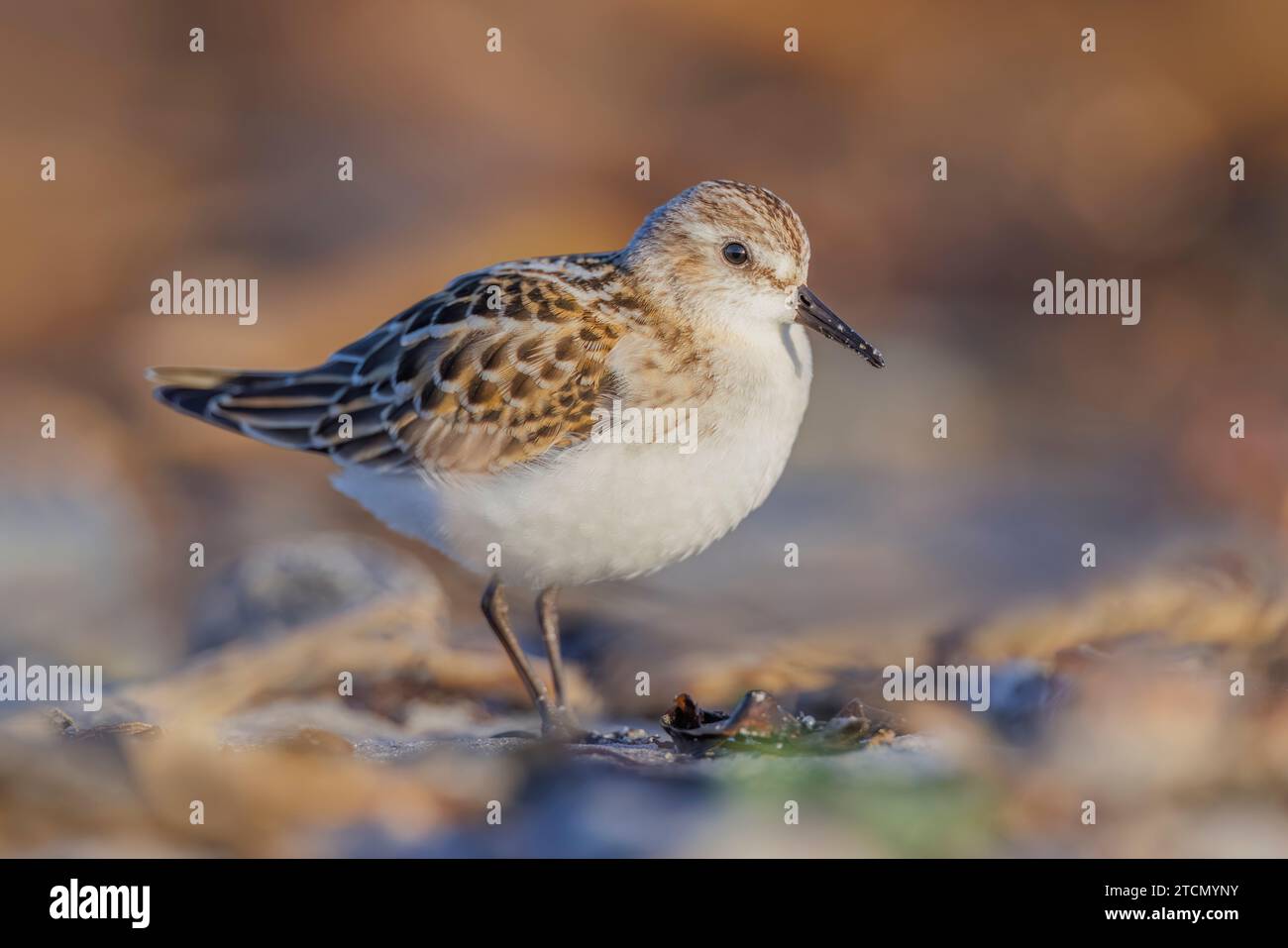 Un piccolo stint, Calidris minuta, che si trova sulla spiaggia di Heligoland/Germania Foto Stock