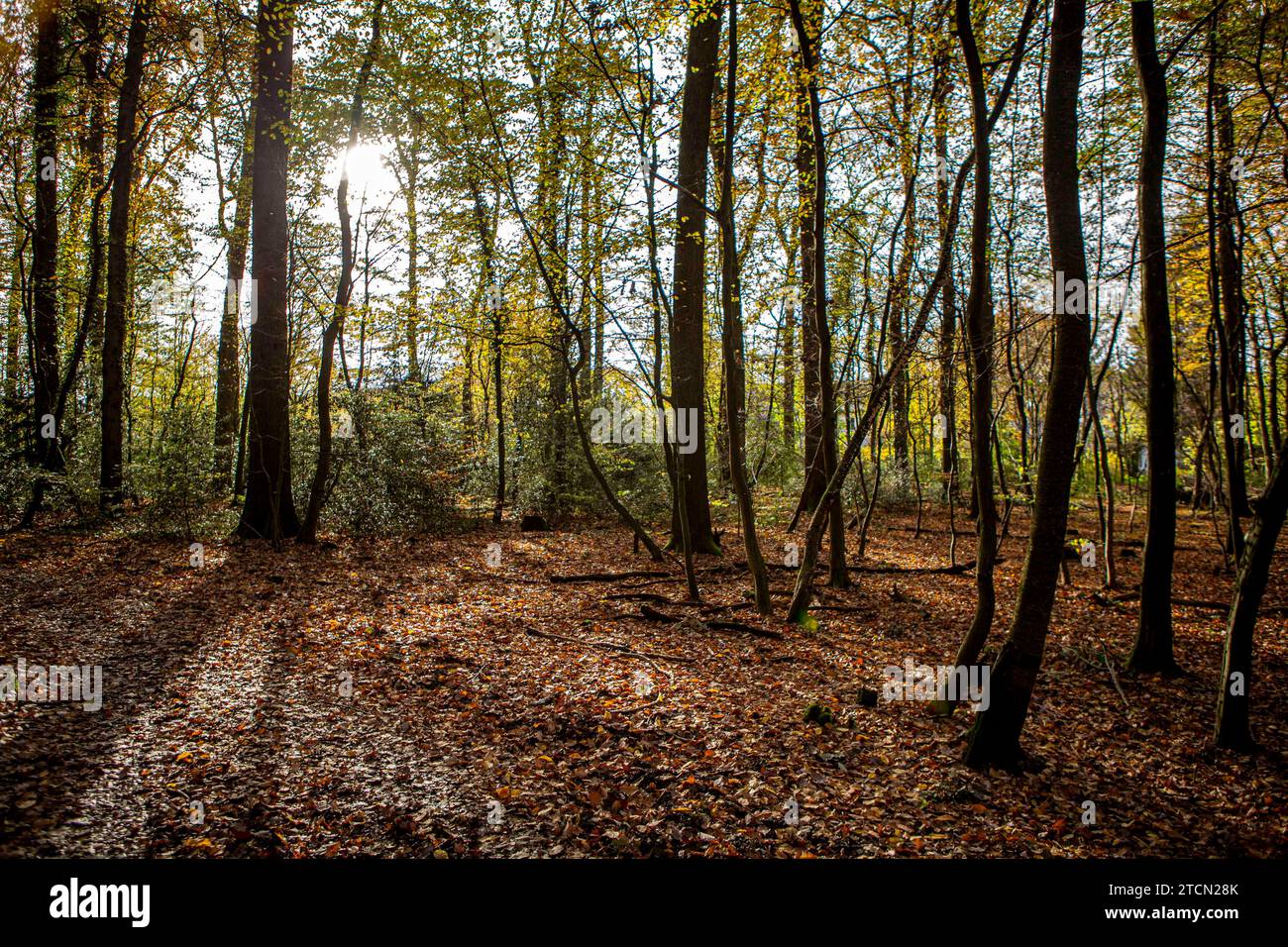 Herbstwald in der Nähe von Rösrath Rheinisch-Bergischer Kreis NRW . Rösrath *** foresta autunnale vicino a Rösrath Rheinisch Bergischer Kreis NRW Rösrath Foto Stock