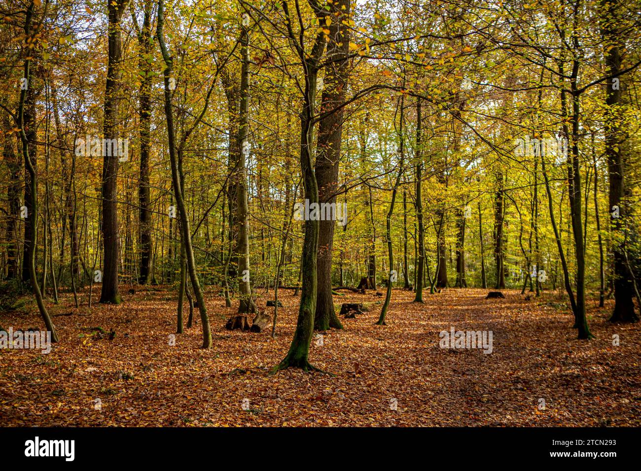 Herbstwald in der Nähe von Rösrath Rheinisch-Bergischer Kreis NRW . Rösrath *** foresta autunnale vicino a Rösrath Rheinisch Bergischer Kreis NRW Rösrath Foto Stock