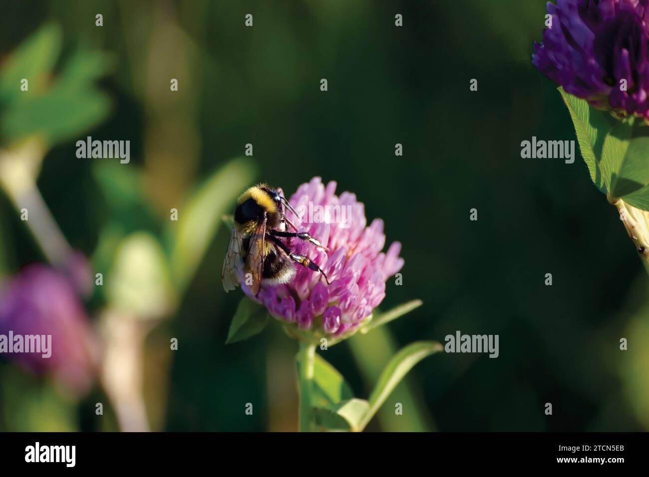 Bombus lucorum bumblebee dalla coda bianca che colleziona nettare su testa di fiori di trifoglio rosso selvatico Trifolium pratense, primo piano orizzontale ampio e dettagliato Foto Stock