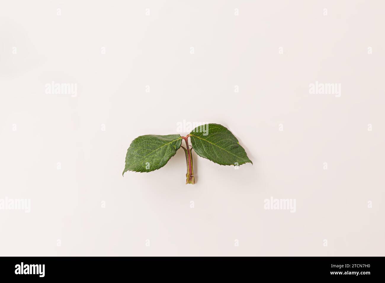 foglia di rosa verde con due foglie isolate su sfondo bianco Foto Stock