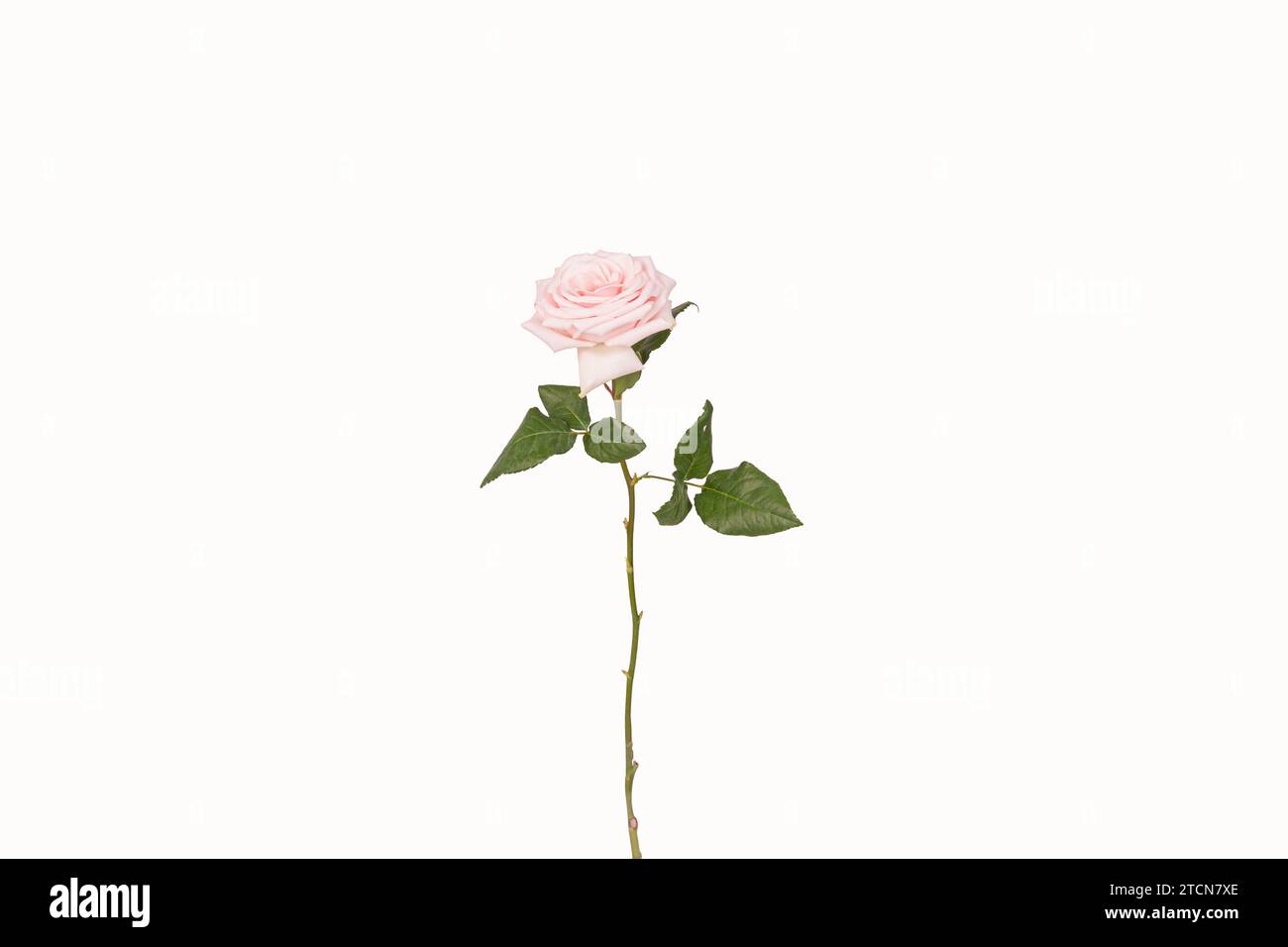 una splendida rosa rosa pallida in fiore isolata su sfondo bianco Foto Stock