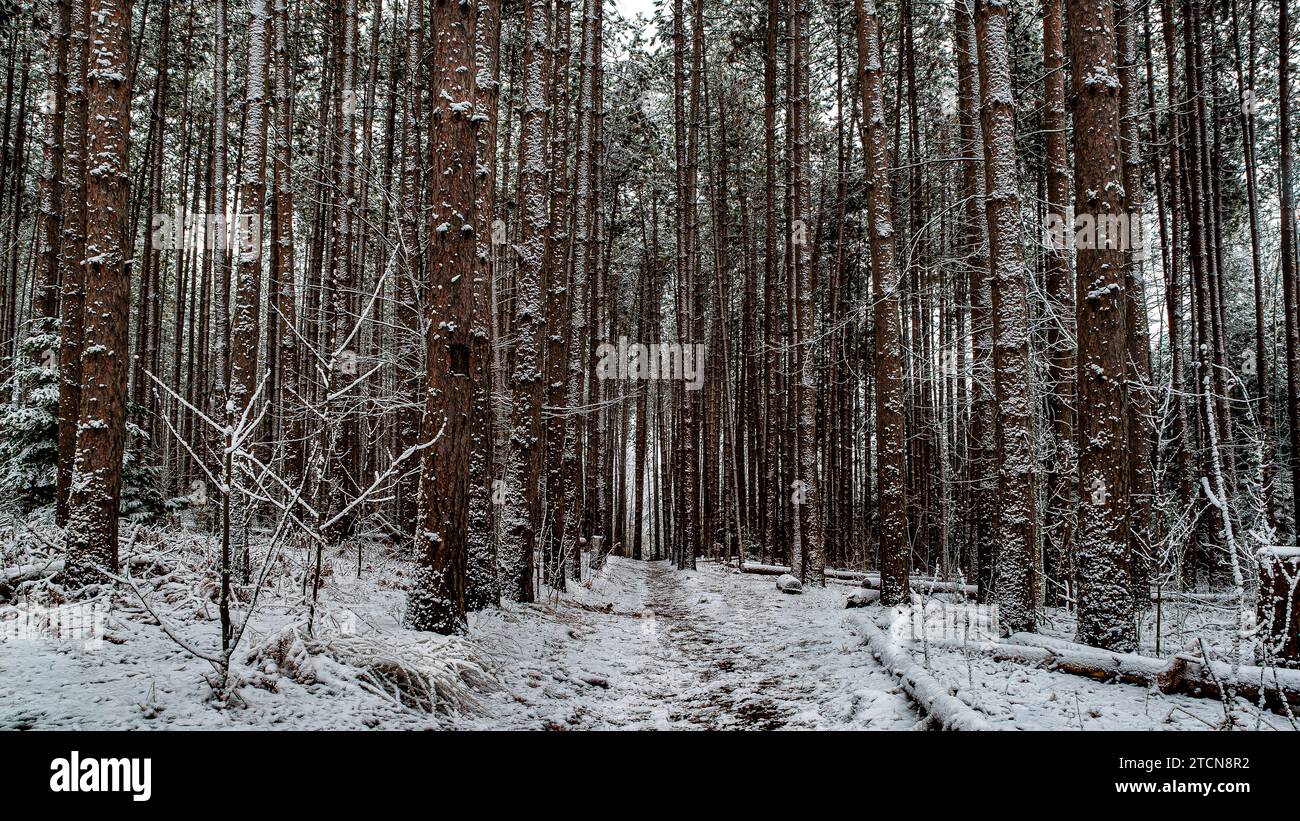 Foreste in Canada in inverno. Un luogo dove vivono uccelli, animali della foresta selvatica e vegetazione lussureggiante. Tali foreste bruciavano spesso in Canada. Foto Stock