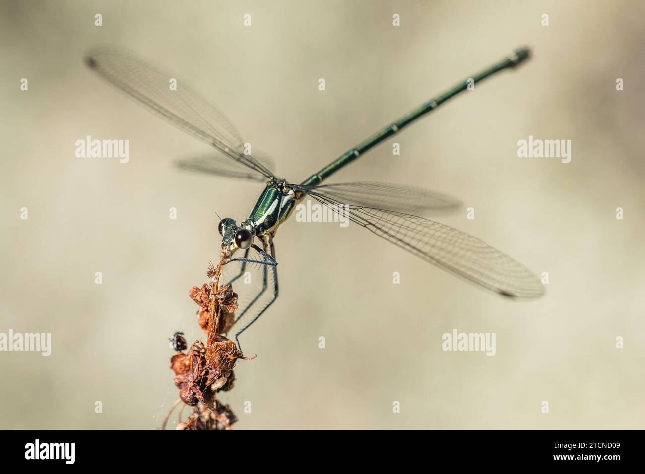 Griseargiolestes griseus: The Australian Megapodagrionidae Dragonfly, Female Foto Stock