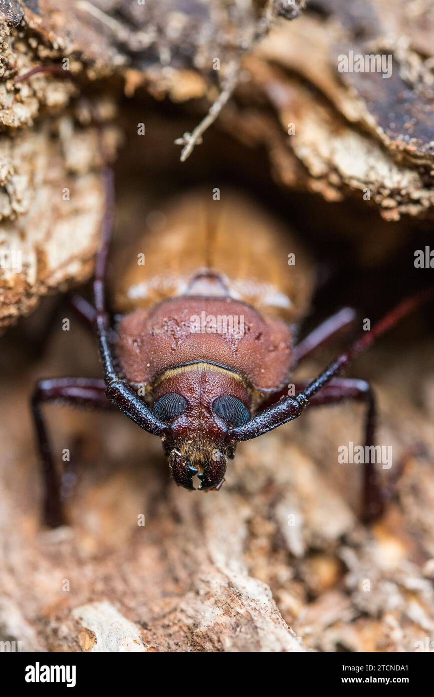 In una posizione difensiva, Agrianome spinicollis, l'Australian Prionine Beetle, mostra il suo aspetto formidabile. Foto Stock