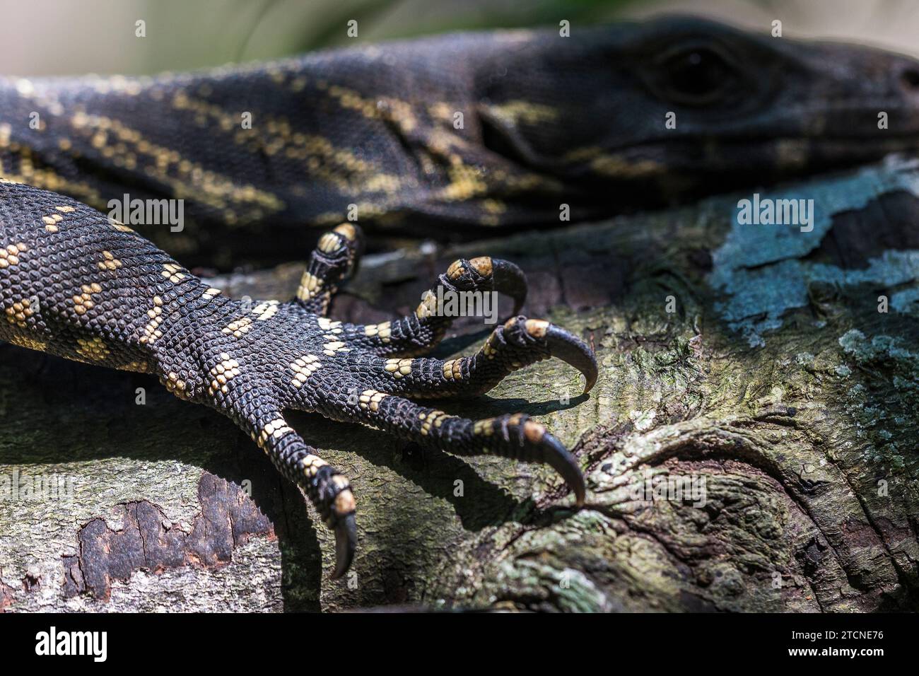 Varanus Varius: The Australian monitor Lizard on a Rock Foto Stock