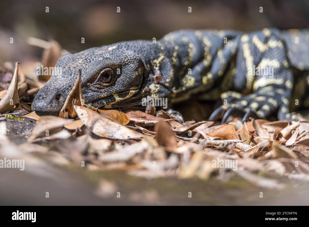 Varanus varius Portrait: The Australian monitor Lizard Foto Stock