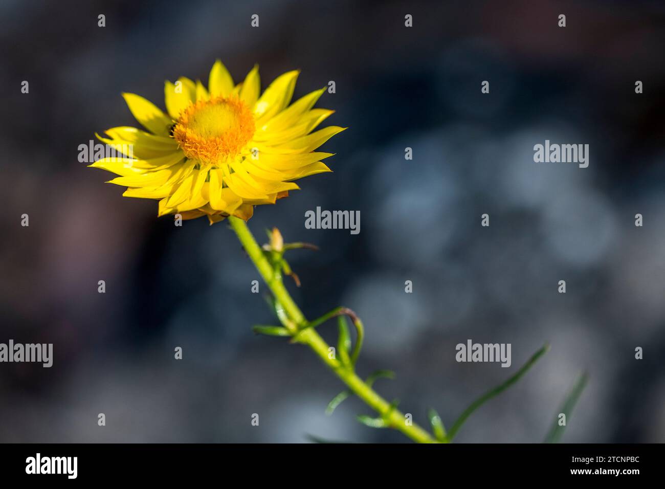 Xerochrysum viscosum, an Australian Asteraceae Beauty Foto Stock