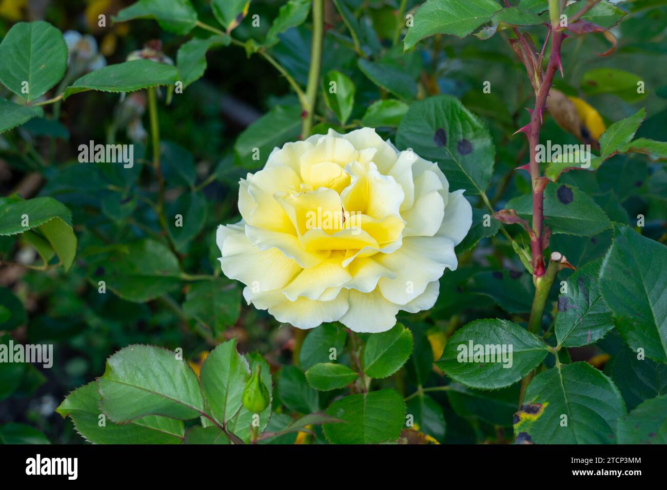 Liquirizia bianca Floribunda rosa in un giardino. California, Stati Uniti Foto Stock