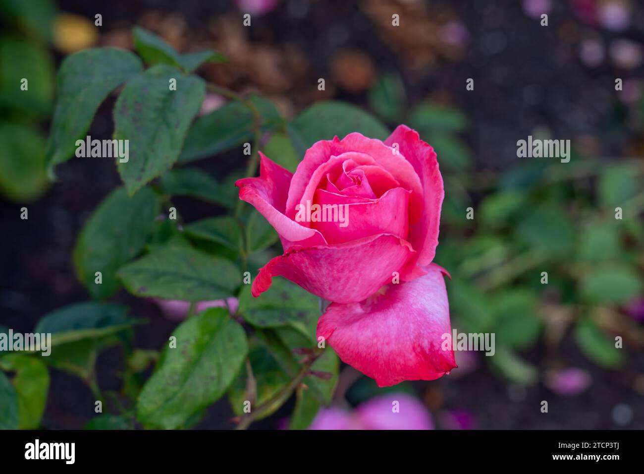 Rosa Friendship Hybrid tea in un giardino. California, Stati Uniti Foto Stock