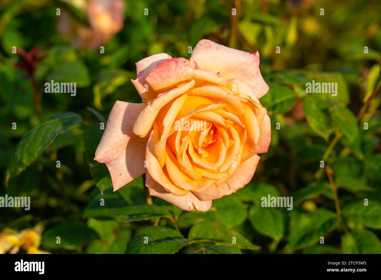 Rosa da tè Summer Dream Hybrid in giardino. California, Stati Uniti Foto Stock
