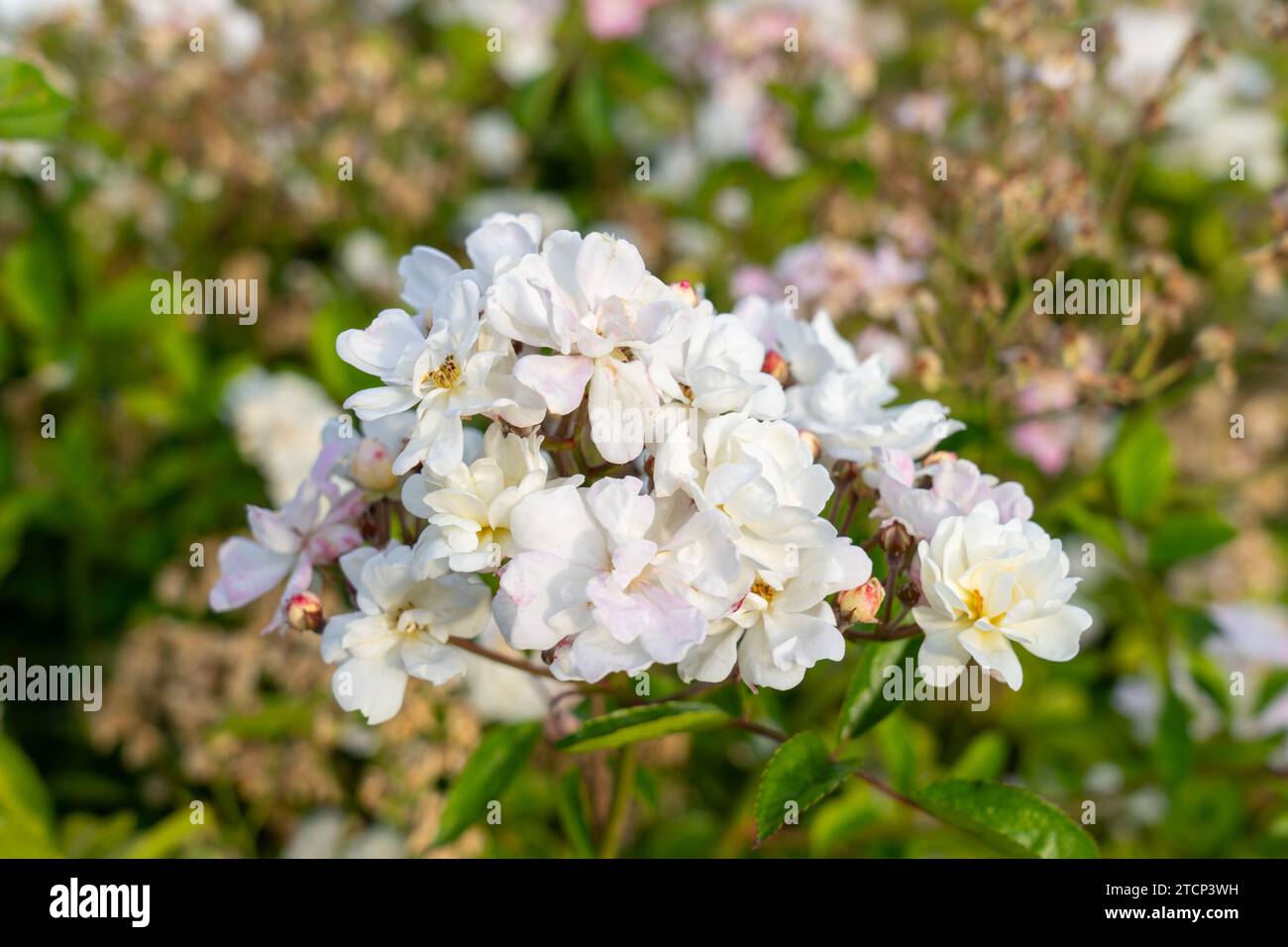 Rosa in miniatura di popcorn gourmet in un giardino. California, Stati Uniti Foto Stock