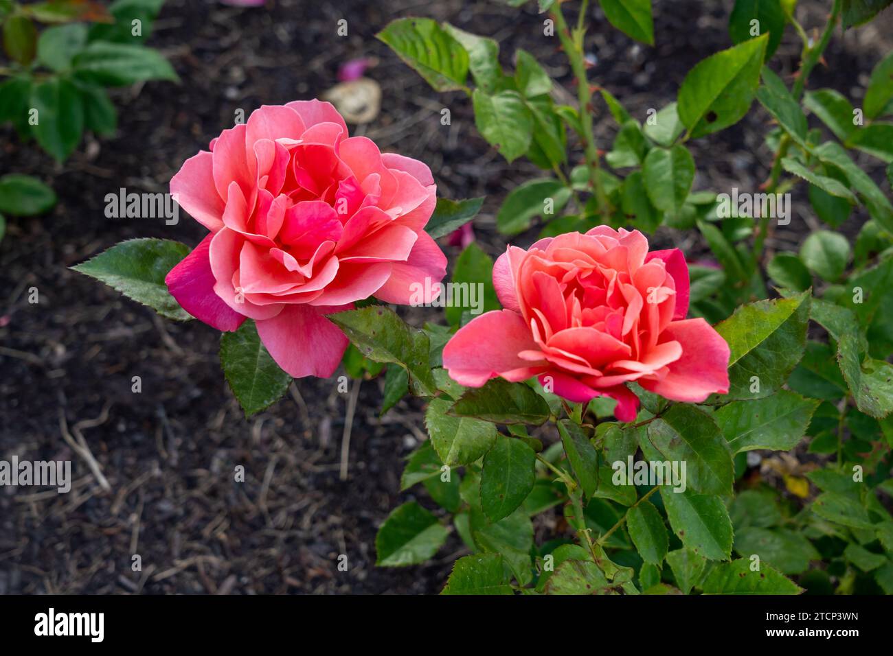 Uptown Girl Grandiflora Rose in un giardino. California, Stati Uniti Foto Stock
