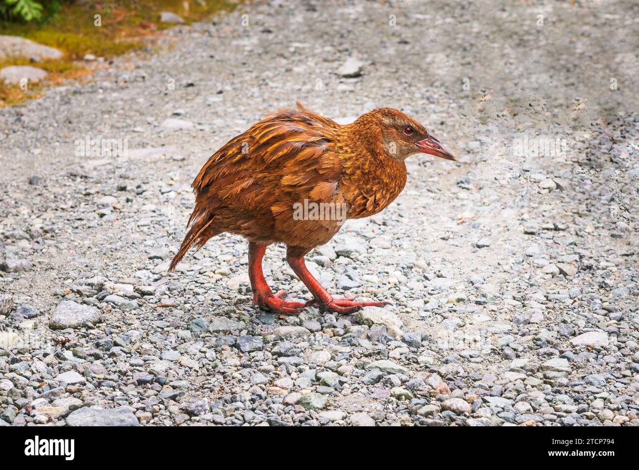 Pappagallo alpino Kea (Nestor notabilis), Parco Nazionale Fiordland, Isola del Sud, nuova Zelanda Foto Stock