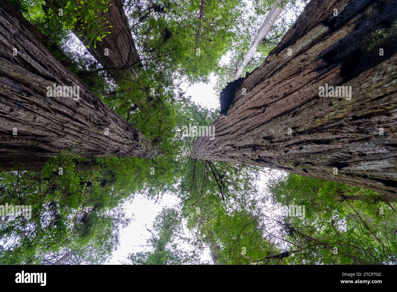 Vista ad angolo basso di grandi alberi di sequoia. Foto Stock