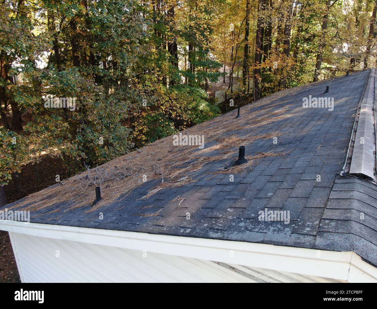 foto di un vecchio tetto ricoperto di foglie e aghi di pino in una soleggiata giornata autunnale. Foto Stock
